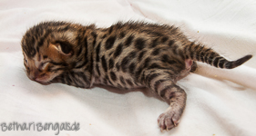 Bengal Kitten braun